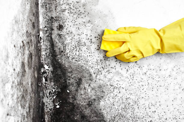 Best Residential Mold Removal  in Lake Ronkonkoma, NY