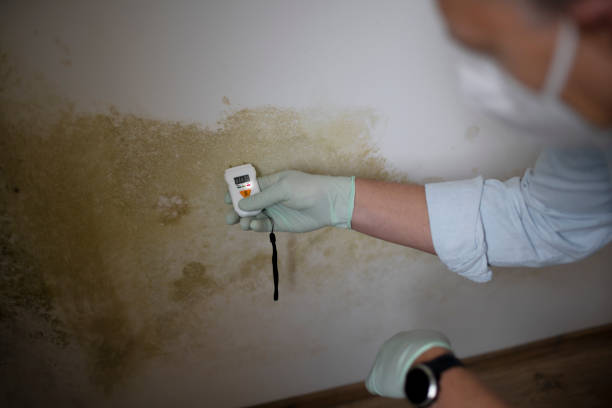 Best Mold Damage Repair  in Lake Ronkonkoma, NY