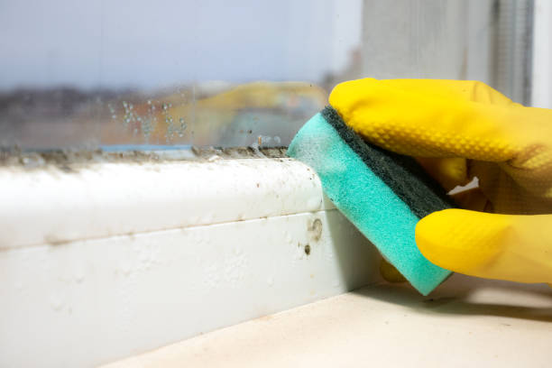 Best Mold Removal Company Near Me  in Lake Ronkonkoma, NY