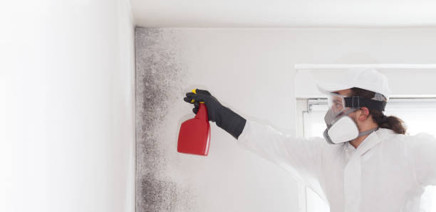 Certified Mold Removal in Lake Ronkonkoma, NY