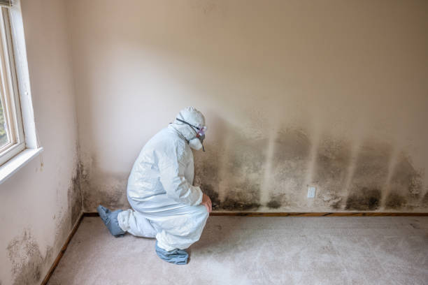 Attic Mold Removal in Lake Ronkonkoma, NY