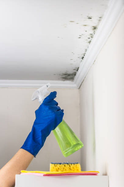 Best Attic Mold Removal  in Lake Ronkonkoma, NY